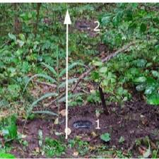 Image result for Leptonychia tokana