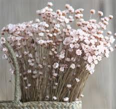 They are beautiful part of nature preserved and dried in time for your enjoyment. Dried Star Flower Mini Wild Brazil Strawflower Chrysanthemum Flowers Wholesale China Chrysanthemum Flower And Real Natural Plant Price Made In China Com