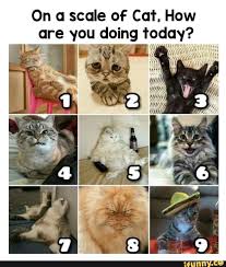 On A Scale Of Cat How Are You Doing Today Ifunny Cute Memes Funny Animal Memes How Are You Feeling