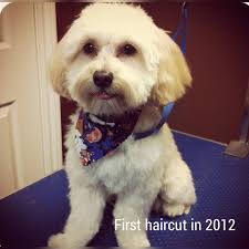 Girl With The Dogs added a new photo.