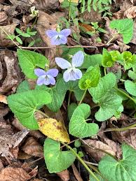 Image result for Viola abyssinica