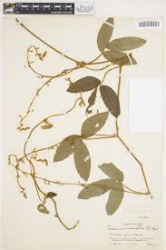 Image result for Teramnus uncinatus