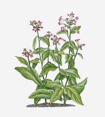 Image result for Nicotiana tabacum