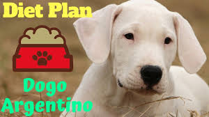 Diet Plan Dogo Argentino Dog Diet Animal Cahnnel Hindi