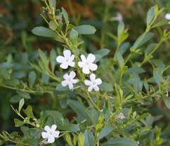 Image result for Freylinia