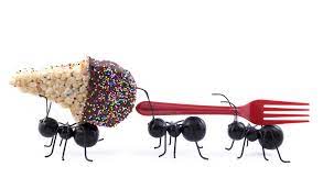 Borax is toxic to ants and helps rid them from your house and garden. 7 Secrets To Getting Rid Of Ants Bug House Pest Control