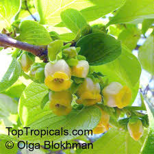 Image result for Diospyros sp. no. 1 sensu FZ