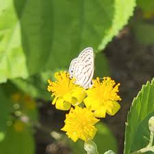 Image result for Grewia arborea