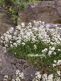 Image result for Arabis