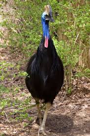 Birds That Cant Fly Though This Cassowary May Not Be The World S Best Flier Ok They Can T Fly At All He Is One Of The Best Swimmers In The Bird Community Cassowaries Have Spec