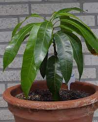 Ich hatte noch eine restliche blumenerde, setzte den kern darin ein in einem relativ großen topf. Mango Ziehen Aus Mangokern Mit Dieser Anleitung Klappt S