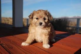 The aussiedoodle is an intentional poodle hybrid mix between two purebred breeds which is the akc registered australian shepherd and the poodle and they come in the toy, mini and standard size. Aussiedoodle Complete Guide Info Pictures Care More Pet Keen