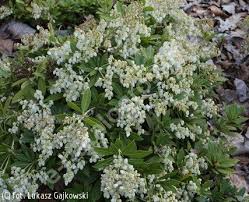 Image result for Pieris japonský bonfire obrázek