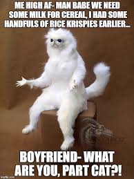 After A Joint While Rollin Another Lol Memes Persian Cat Room Guardian Best Funny Pictures