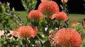 Protea Plant Garden Update 20 Months Later Protea Leucospermum Leucadendron And Mimetes Youtube Protea Plant Protea Flower Protea