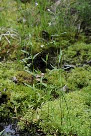 Image result for Epilobium stereophyllum