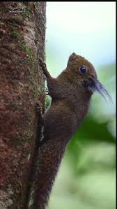 Image result for Brown Squirrel 2014 Peugeot