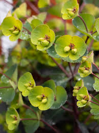 Image result for Euphorbia memoralis