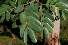 Image result for Baikiaea