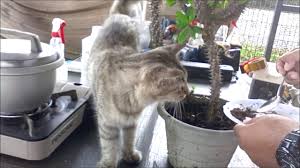 Cara membuat bonsai bunga kertas terbaik atau bonai bugenvil (bonsi bougenville), memangkasnya juga bisa sesuka hati karena tanaman ini sangat kebal. Cara Buat Baja Bunga Dari Serbuk Kopi Dan Teh Natural Organik Youtube
