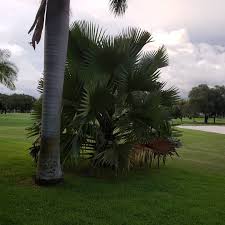 Image result for Borassus aethiopum