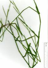 Image result for Aneilema lanceolatum