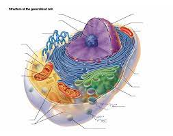 Printable animal cell diagram labeled unlabeled and blank. Exclusive Information Questions And Answers On Labeled Unlebled Diagrams Of A Human Cell Questions And Answers On Labeled Unlebled Diagrams Of A But For Now I Think The Answer To Your