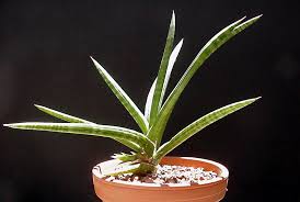 Image result for Sansevieria pearsonii
