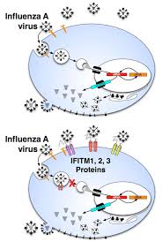 When two or more influenza viruses infect a single cell, their genome segments can rearrange to produce a new combination of segments, giving rise to a new. Researchers Find Human Protein That Prevents H1n1 Influenza Infection Hhmi