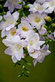 Pin On Summer Flowers Patterns