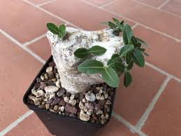 Image result for Stathmostelma fornicatum