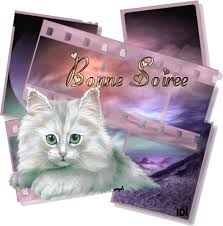 RÃ©sultat de recherche d'images pour "bonne soirÃ©e chat gif"