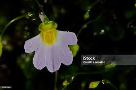 Image result for Utricularia striatula