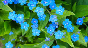 Identification des plantes fleurs bleues et violettes. Lumiere Sur L Omphalodes Verna Ou La Petite Bourrache Printaniere