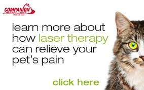 Find all the information for sierra pet clinic, that provides veterinary services in truckee, ca 96161. Meadow Vista Veterinary Clinic Veterinarian In Meadow Vista Ca Us