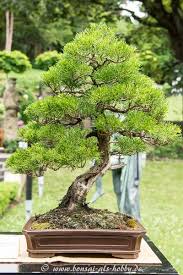Die wacholder (juniperus) sind eine pflanzengattung in der unterfamilie cupressoideae aus der familie. Bonsaiausstellung 2015 Im Lapidarium Stuttgart Fotos Video Wacholder Bonsai Chinesischer Wacholder Pflanzen