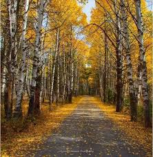 Into the poppies by john wilhelm. Peaceful Nature Home Facebook