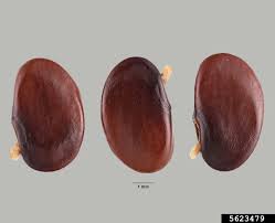 Image result for Abrus melanospermus