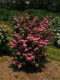 Like all kousa dogwoods, 'heart throb' has a landscape pleasing, rounded shape with deep green, trouble free foliage. Rutpink Scarlet Fire Kousa Dogwood In Hortscience Volume 52 Issue 10 2017