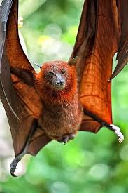It S Monday Bat To Work Animals Beautiful Animals Mammals