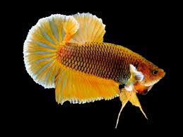 Live betta fish male fancy metallic blue marble red koi halfmoon plakat #k181 подробнее. Pineapple Halfmoon Plakat Betta Male Betta Solutions