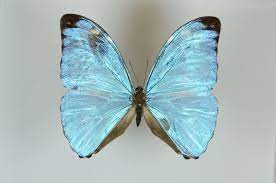 Morpho Eugenia Morpho Morpho Butterfly Wildlife