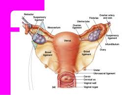 There is a wide range of normality of female body shapes. Parts Of Female Anatomy Anatomy Drawing Diagram