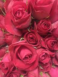 Spray Rose Fruity Bubbles Spray Rose Roses Flowers By Category Sierra Flower Finder
