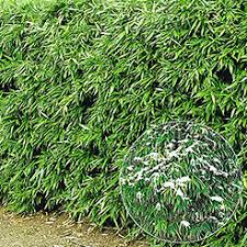 Weist die hecke bereits ein höheres alter auf und ist sie. Heckenpflanzen Jetzt Online Kaufen Bestellen Bei Baldur Garten