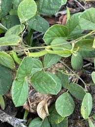 Image result for Teramnus repens