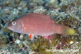 Image result for Oxyrhachis gracillima
