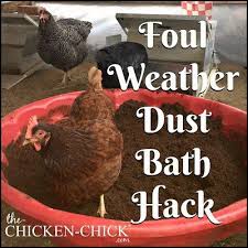 Every chicken pen should have a dust bath if dry soil is not available. Foul Weather Dust Bath For Backyard Chickens