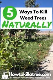 If your oak tree saplings are a little more established or trickier to remove, you may decide to treat them with a chemical herbicide. How To Kill Weed Trees Fast Backyardables