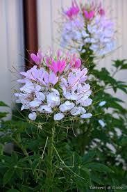 Pin On Gardening